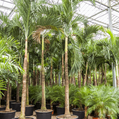 SoundExpo Management